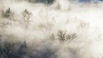 Wall Mural - Timelapse of Moving Fog among Trees One Early Morning at Sunrise