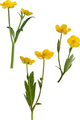 Wall Mural - set of three yellow buttercup flowers isolated on white