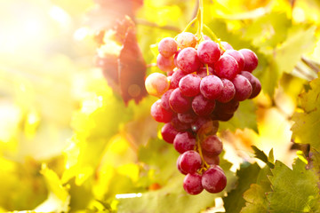 Sticker - Bunches of ripe grape on plantation closeup