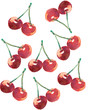 the cherry drawind for background