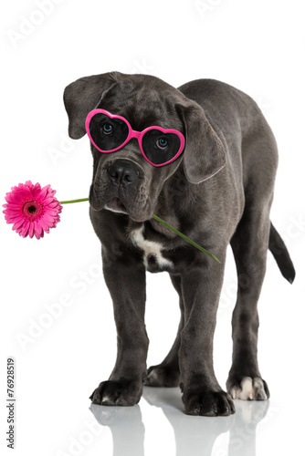 Fototapeta do kuchni Welpe mit Brille und Blüte