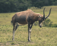 Blesbuck Standing In Field With Head Down. Mpongo Game Reserve.