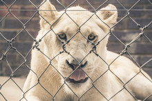 White Female Lion Looking Through Fence. Mpongo Game Reserve. So
