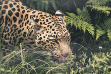 Headshot Of Leopard Drinking From Pool. Tenikwa Wildlife Sanctua