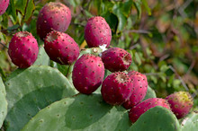 Ripe Fruits Of Prickly Pear