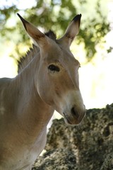 somali wild ass