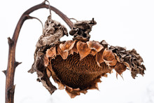 Withered Sunflower Head In Winter
