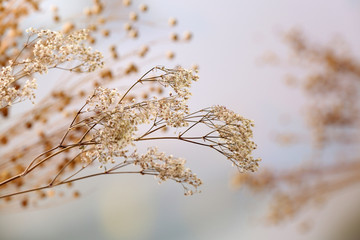 Wall Mural - Dried wildflowers on light background