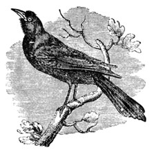 Victorian Engraving Of A Grackle Bird.