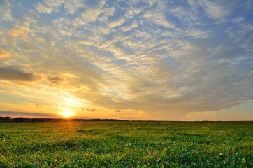 Wall Mural - sunset sky and sun over the green field