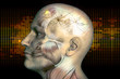 Digital illustration human brain and neurons