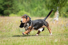 Basset Hound Dog Running In Summer