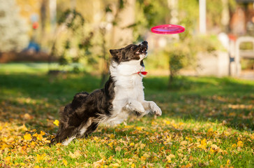 Wall Mural - Border collie catching frisbee in the park in autumn