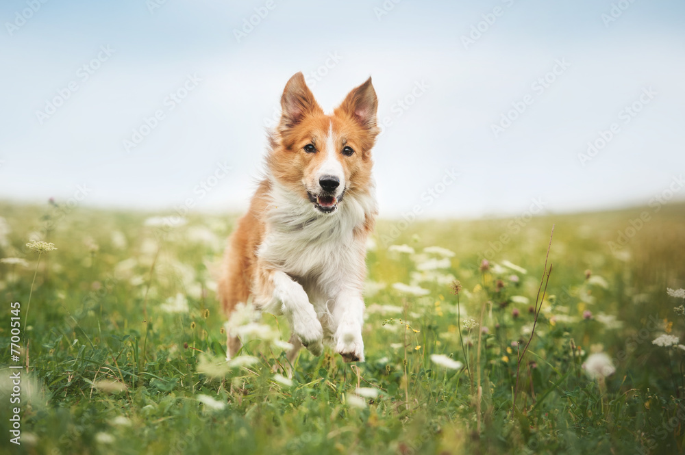 Red border collie dog running in a meadow - obrazy, fototapety, plakaty 
