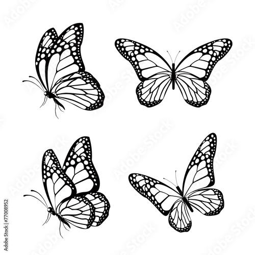 Set of Realistic Colorful Butterflies Isolated for Spring