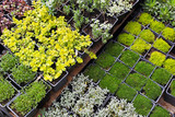 Seedlings nursery