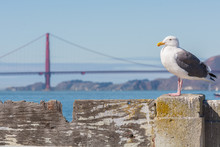 Seagull Sitting On A Fence In Front Of The Golden Gate Bridge.