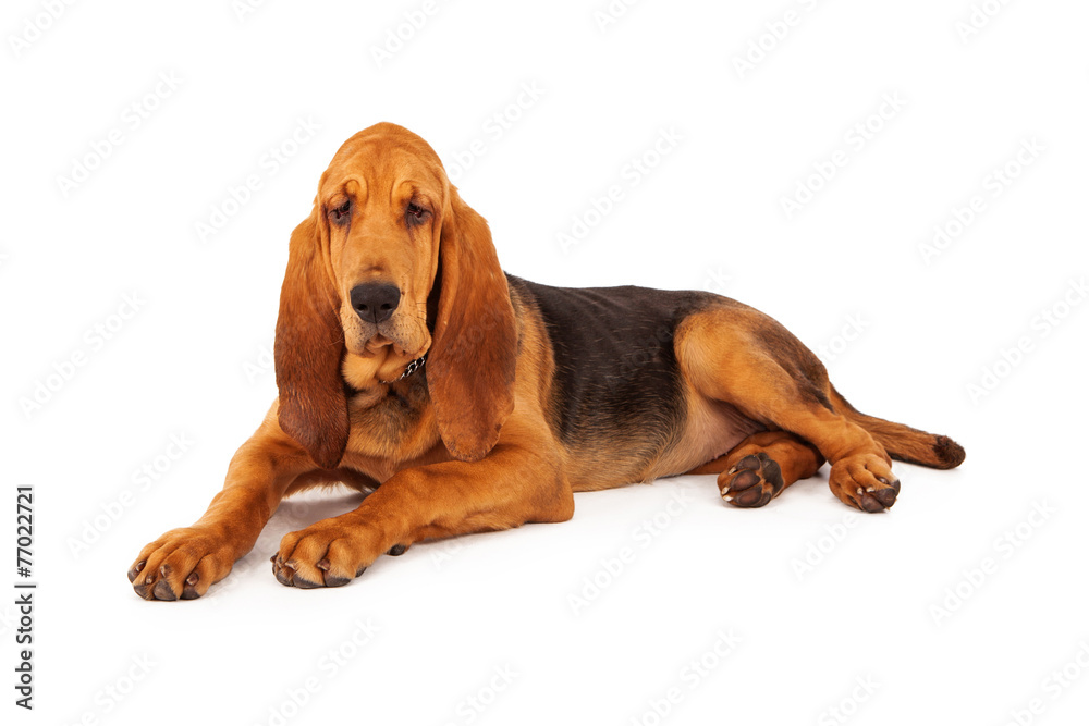 Adorable Large Bloodhound Puppy - obrazy, fototapety, plakaty 