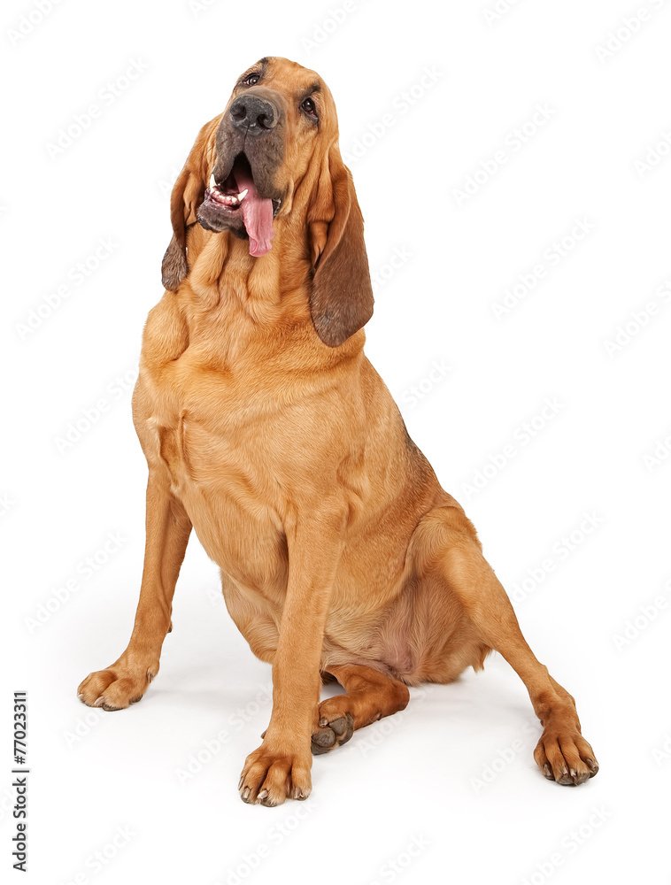 Bloodhound Dog Tongue Hanging Out - obrazy, fototapety, plakaty 