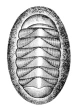 19th Century Engraving Of A Chiton