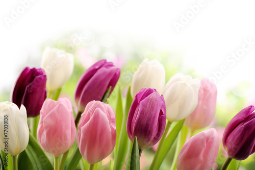 Naklejka dekoracyjna Tulips