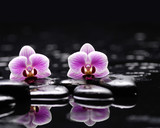 Fototapeta Kwiaty - Pink two orchid with therapy stones