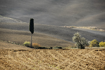 Wall Mural - Pienza, cipresso