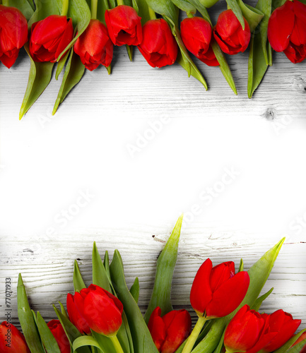 Nowoczesny obraz na płótnie Tulip blooms