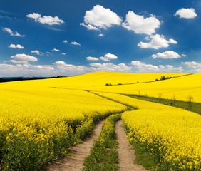 Field of rapeseed with rural road and beautiful cloud