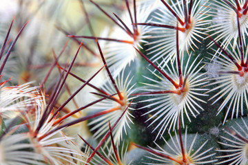 Wall Mural - Cactus spikes detail