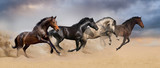 Fototapeta Konie - Four beautiful horse run gallop on desert dust