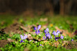 spring ground violets flowers
