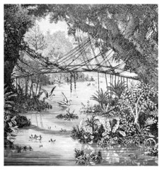 Fototapete - Victorian engraving of a  jungle scene, Darjeeling, India
