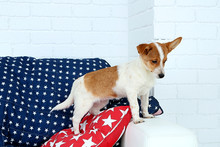 Cute Dog On Sofa, On White Wall Background