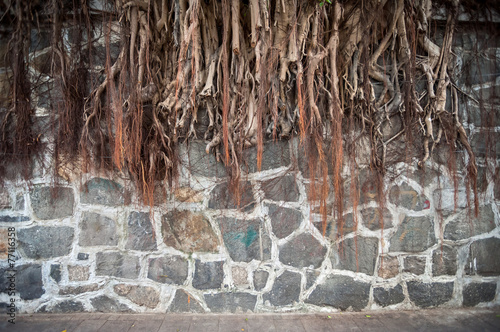 Photo Banyan tree root growing against a stone wall, Hong Kong