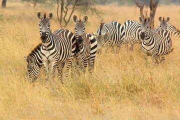 Wall Mural - Common zebra in the bush