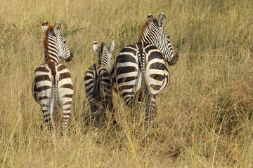 Wall Mural - Common zebras from behind