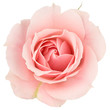 canvas print picture - Pink rose close up, isolated on white