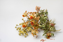 Bouquet Of Dry Withered Flowers On Neutral Background