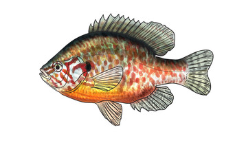 Wall Mural - River fish