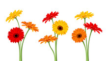 Gerbera Flowers. Vector Illustration.