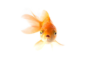 Canvas Print - Golden koi fish scared isolated on white background.