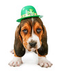 St Patricks Day Basset Hound Puppy