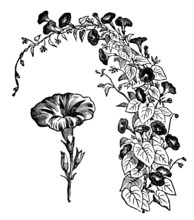 Victorian Engraving Of A Morning Glory Flower