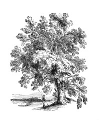 Wall Mural - Victorian engraving of a soursop tree