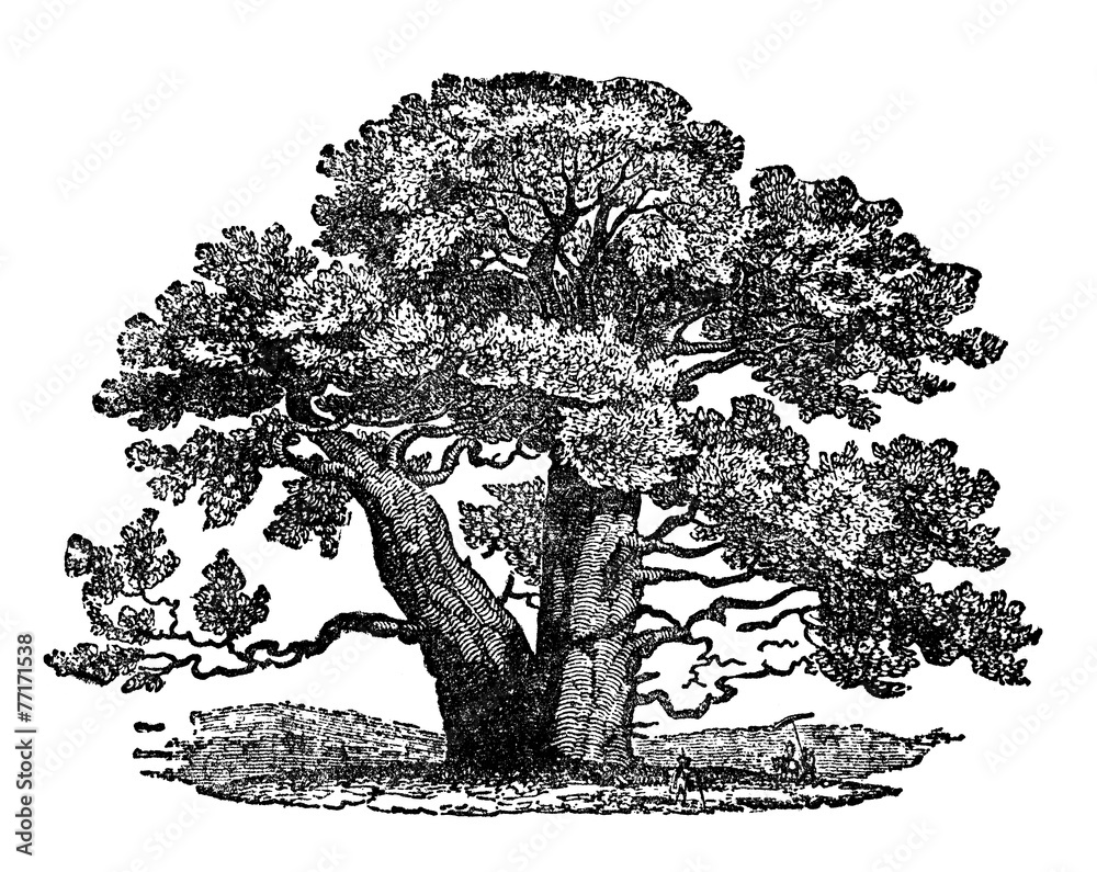 Obraz Victorian Engraving Of A Baobab Tree Fototapeta Na