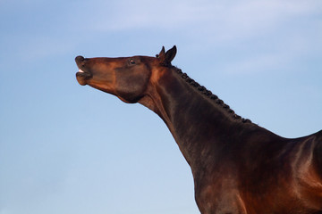 Wall Mural -  Smiling Horse portrait against blue sky