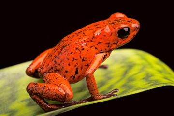 Wall Mural - strawberry poison dart frog