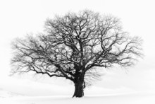 The Lonely Winter Tree