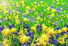 Summer Landscape. Flowers Daffodils And Hyacinth